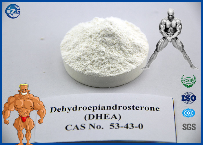 Medical Use Prasterone DHEA Powder / Pill , Bodybuilding Pharmaceutical